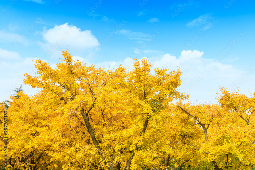 Fototapeta premium Beautiful yellow ginkgo tree in nature park,autumn landscape.