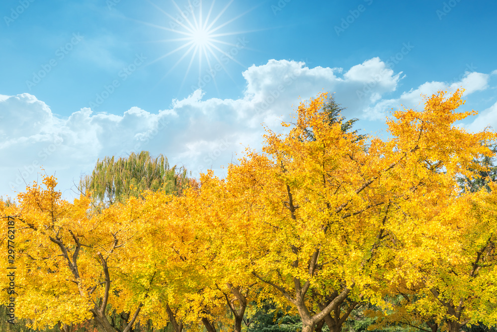Beautiful yellow ginkgo tree in nature park,autumn landscape.