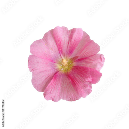 Pale pink mallow flower isolated on a white background