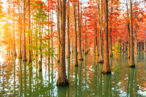 Beautiful colorful forest and water reflection in nature park autumn landscape.