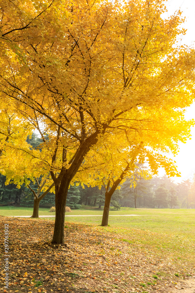 Beautiful yellow ginkgo tree in nature park,autumn landscape. Beautiful yellow ginkgo tree in nature park,autumn landscape.