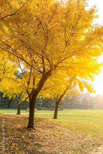 Beautiful yellow ginkgo tree in nature park autumn landscape.