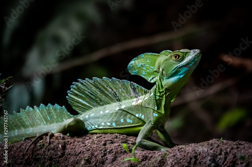 Costa Rica wildlife: male plumed basilisk (Basiliscus plumifrons), also called the green basilisk, the double crested basilisk, or the Jesus Christ lizard at Tortuguero National park, Costa Rica. photo