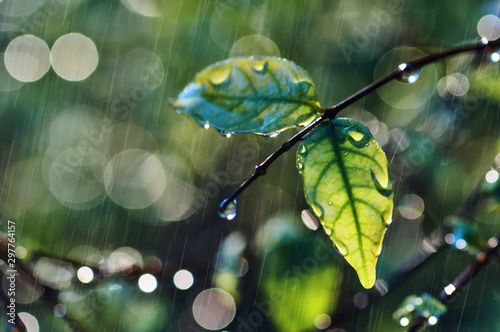 Water drops on leaf and twig on a rainy day #297764157