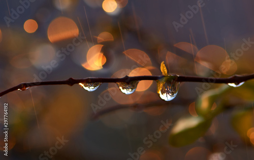 Water drops on the twig after the rain