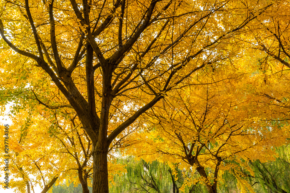 Beautiful yellow ginkgo tree in nature park,autumn landscape.