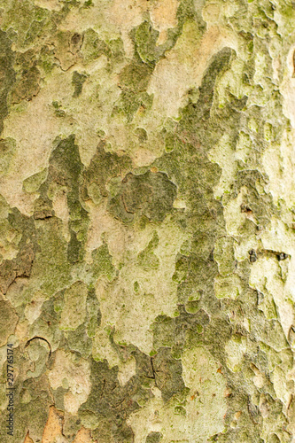 plant green tree bark background