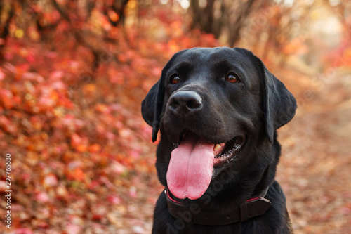 Portrait of a beautiful black labrador retriever against an autumnal forest. Canine background. Close up