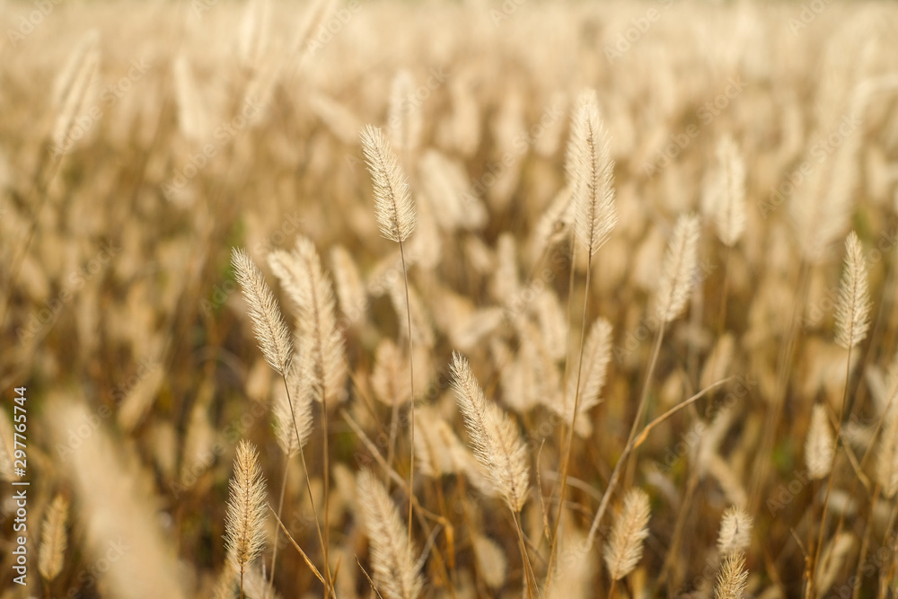 Fototapeta premium Golden cereal fields under sunlight