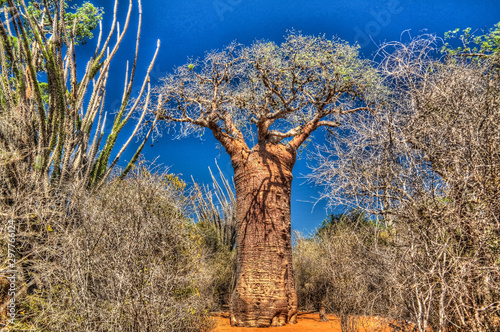Fototapeta Landscape with Adansonia rubrostipa aka fony baobab tree in Reniala reserve , To