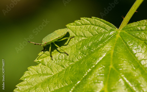 green bug crawling on leaf