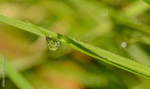 waterdrop on grass