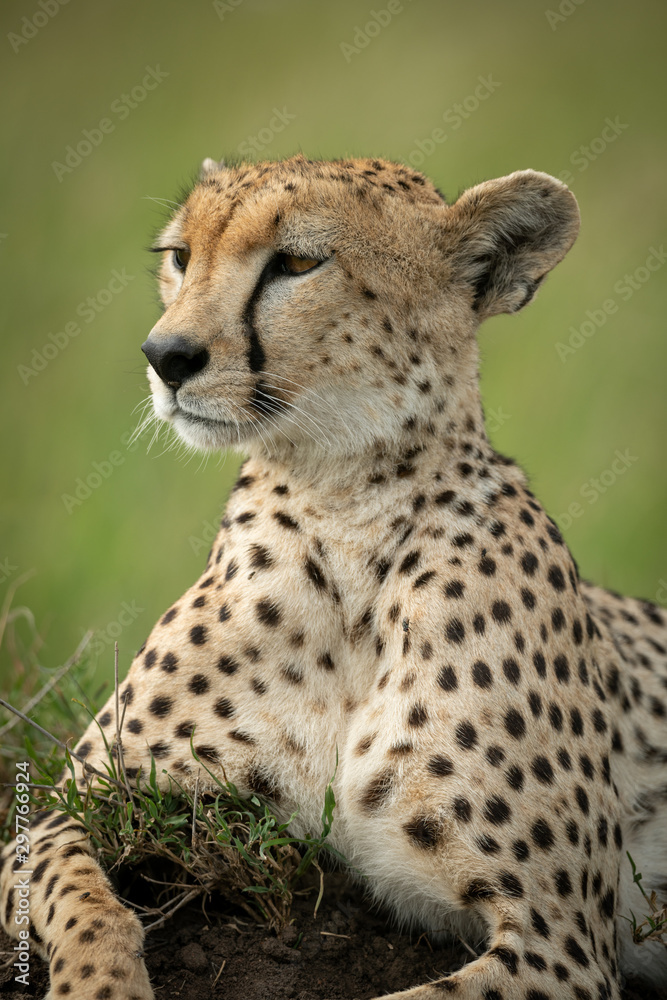 Close-up of female cheetah lying on mound Close-up of female cheetah lying on mound