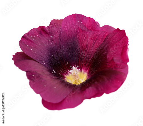 Maroon flower mallow isolated on a white background