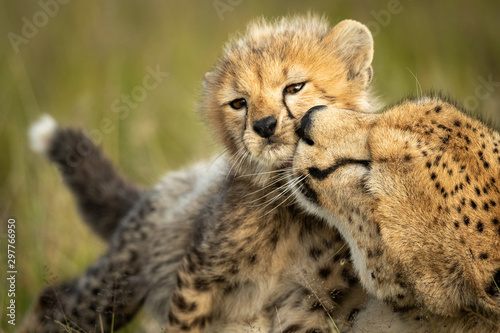 Zbliżenie: samica geparda przytulająca młode młode