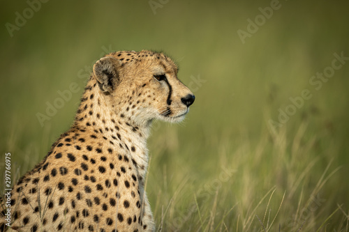 Close-up of female cheetah sitting in grassland