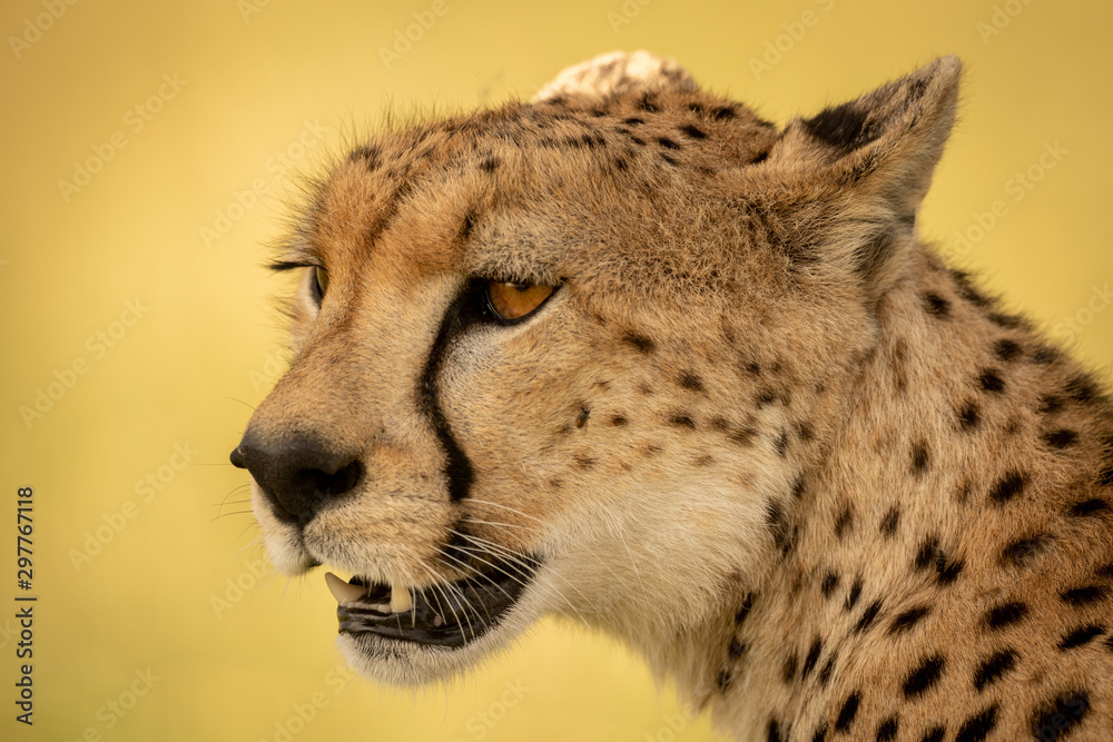 Naklejka premium Close-up of female cheetah with mouth open