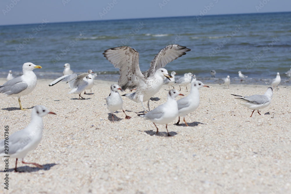 seagulls are walking on the sea beach