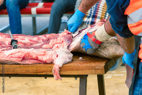 Butcher in Slaughtering process and traditional production of iberian pig and extract different the parts of Iberian pig in 2019 iberian ham fair of Aracena