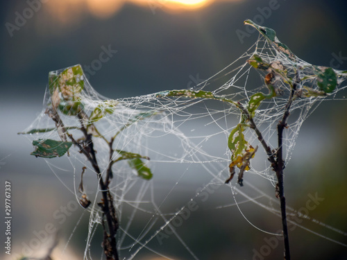 Dew drops on spider web in foggy field in morning. Spider web dew macro view. Spider web dew drops in morning field background