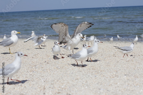 seagulls are walking on the sea beach © Ташкевич Вікторія