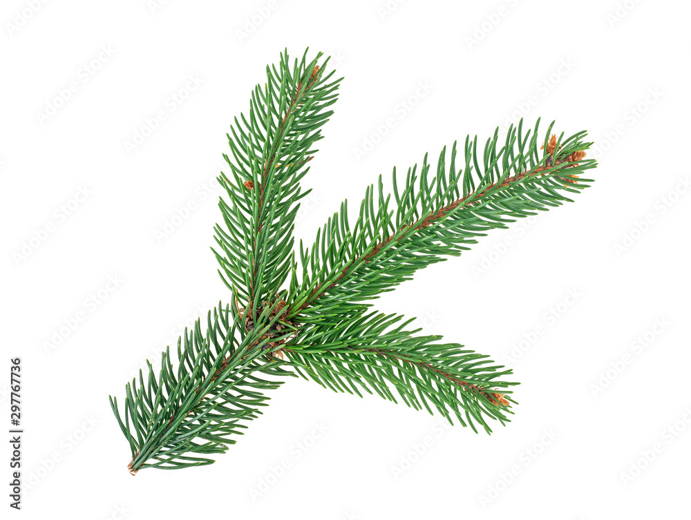 Fir tree branch isolated on white background Fir tree branch isolated on white background