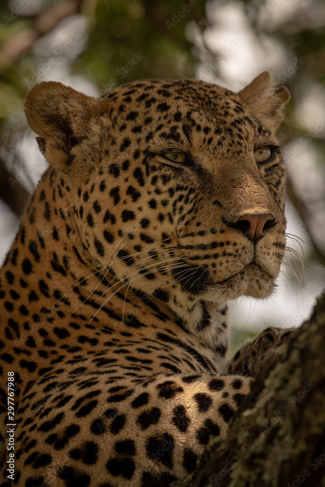 Close-up of leopard lifting head on branch Close-up of leopard lifting head on branch