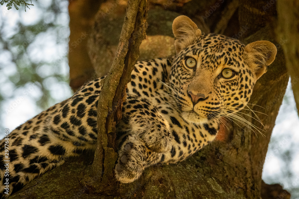Close-up of leopard lying on thick branch Close-up of leopard lying on thick branch