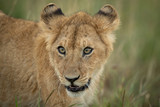 Close-up of lion cub in long grass