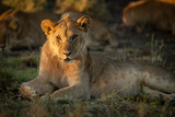 Close-up of lion cub lying facing camera