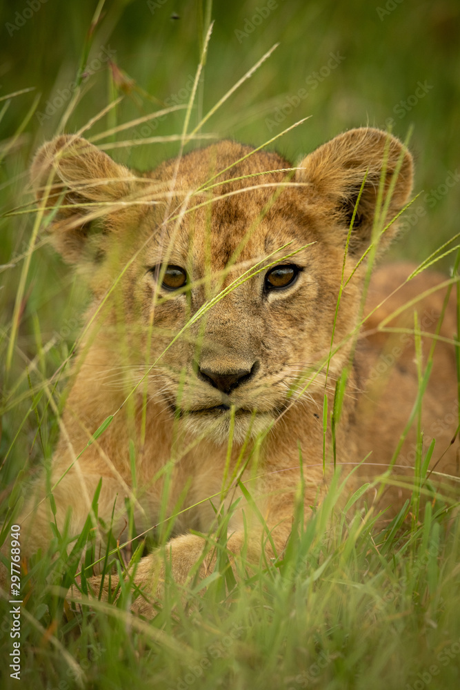 Naklejka premium Close-up of lion cub lying on grass