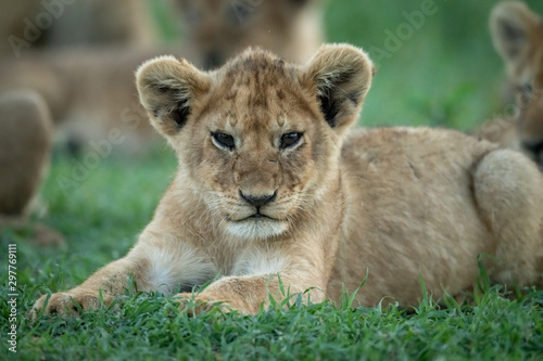 Close-up of lion cub on grass lying