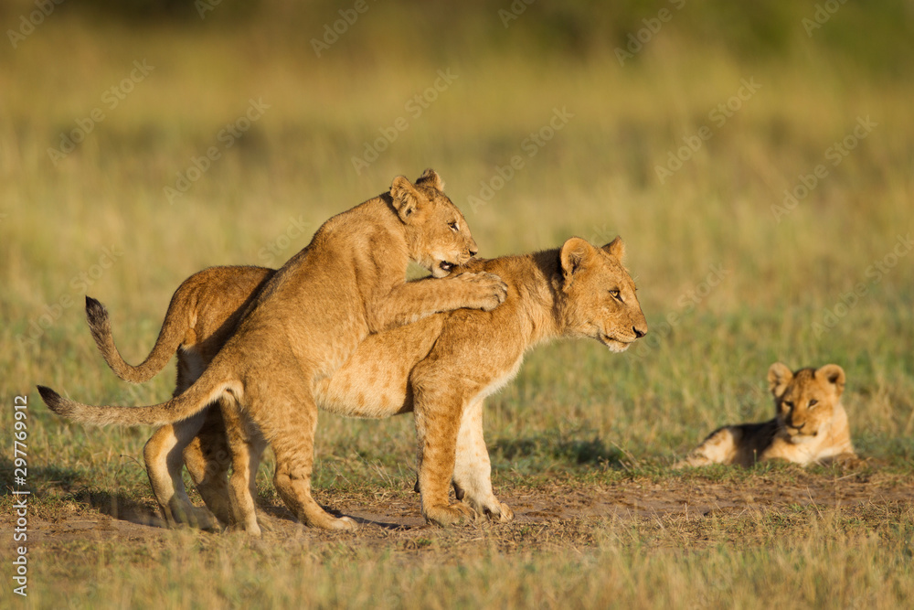 African lion cubs (Panthera leo) playing, Maasai Mara National Reserve, Kenya, Africa. African lion cubs (Panthera leo) playing, Maasai Mara National Reserve, Kenya, Africa.