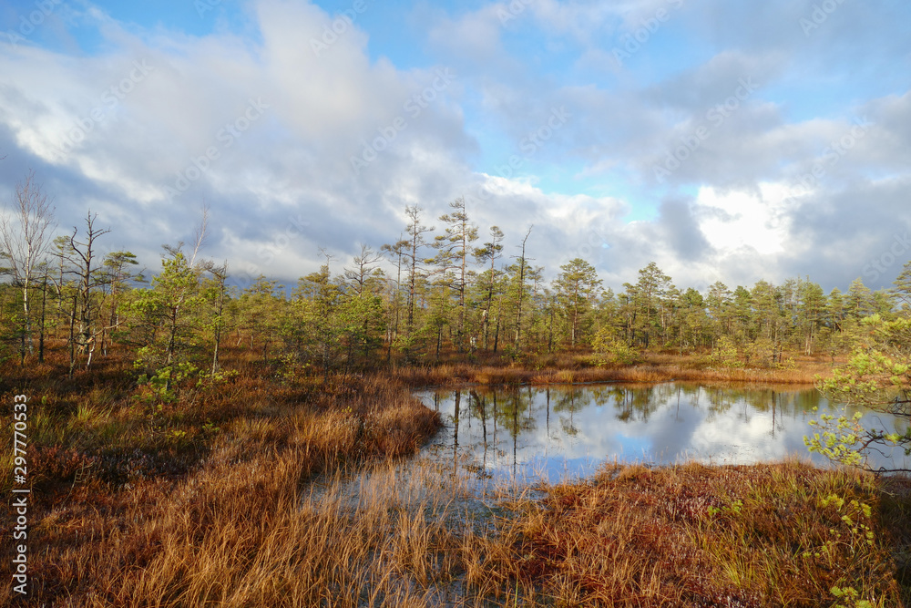 Fototapeta premium View from walking wooden trail in the swamp in Cenas moorland (Cenas tirelis), Latvia, Europe. Sunny autumn day. Out of focus reflection in the lake water.