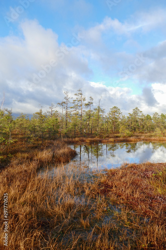 View from walking wooden trail in the swamp in Cenas moorland (Cenas tirelis), Latvia, Europe. Sunny autumn day. Out of focus reflection in the lake water.