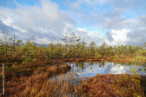 View from walking wooden trail in the swamp in Cenas moorland (Cenas tirelis), Latvia, Europe. Sunny autumn day. Out of focus reflection in the lake water.