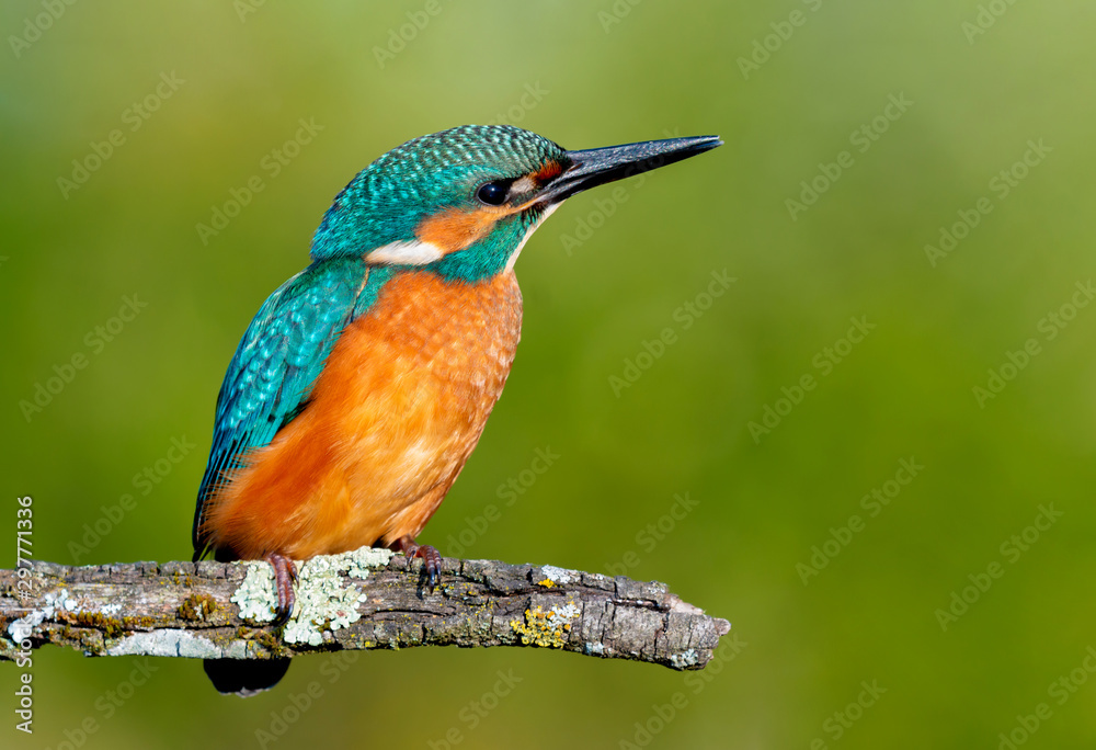 Fototapeta premium Kingfisher perched on a branch