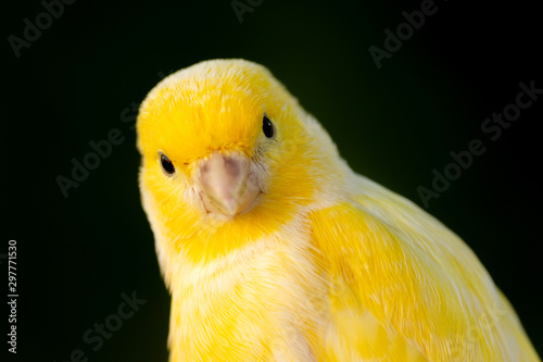 Beautiful portrait of a yellow canary photo