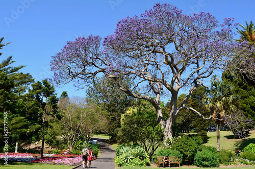 Photography A view in the Royal Botanic Gardens at Sydney.