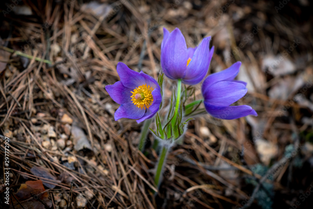 Pulsatilla patens or Eastern pasqueflower Pulsatilla patens or Eastern pasqueflower
