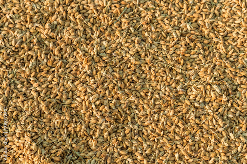 A good harvest of rice A good harvest of rice
