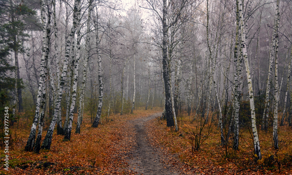Fototapeta premium Forest. Autumn fogs. Autumn colors.