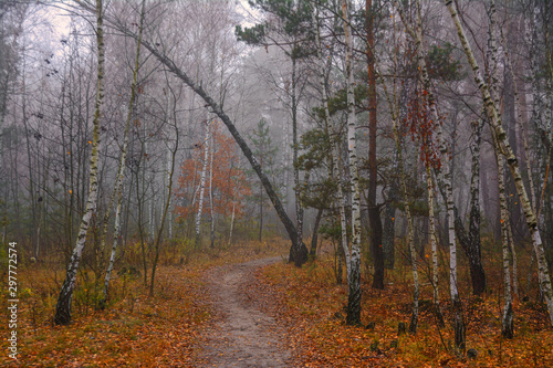 Forest. Autumn fogs. Autumn colors.