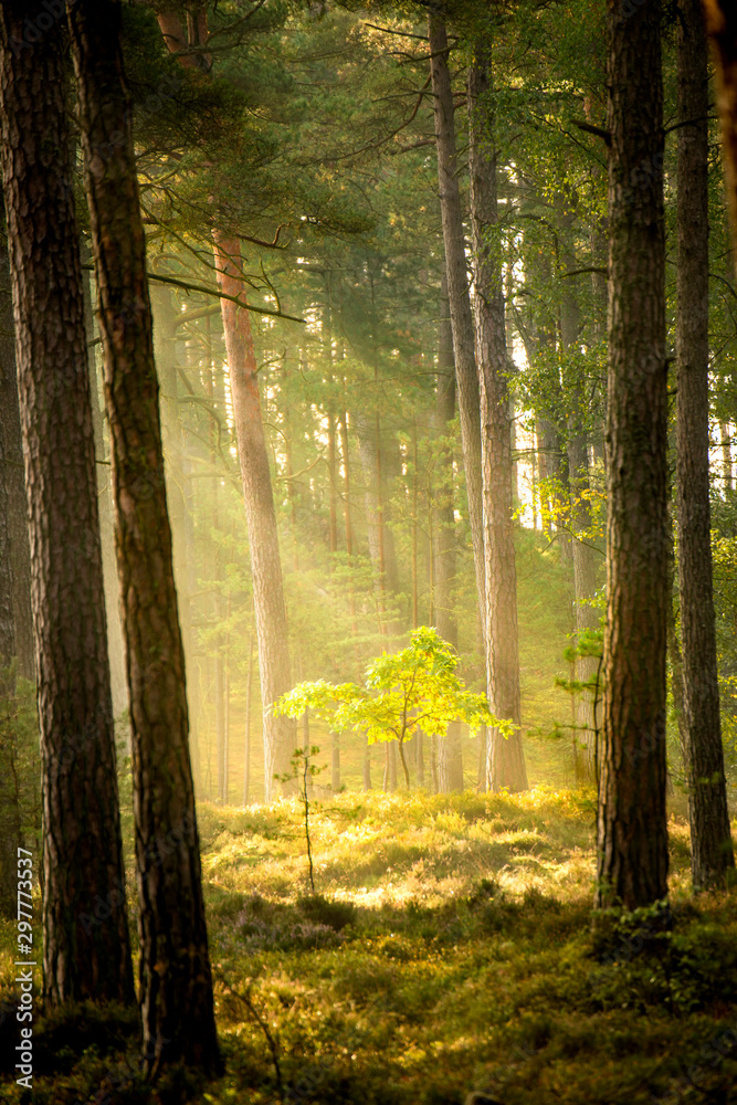 forest at the Baltic coast in Poland with light beams Stock Photo ...