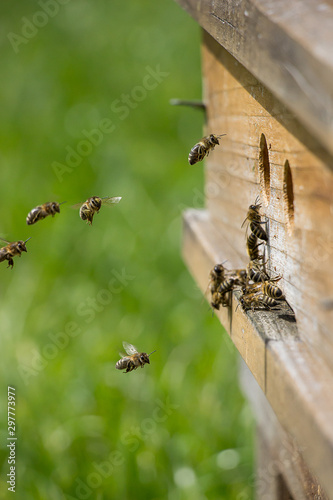 Bienen fliegen den Bienenstock an © Uwe