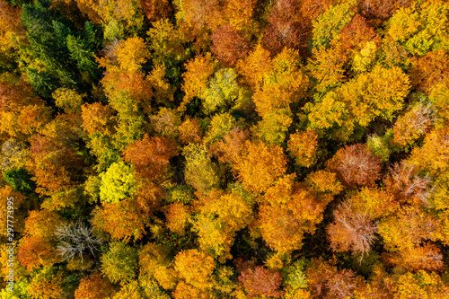 Herbst Wald