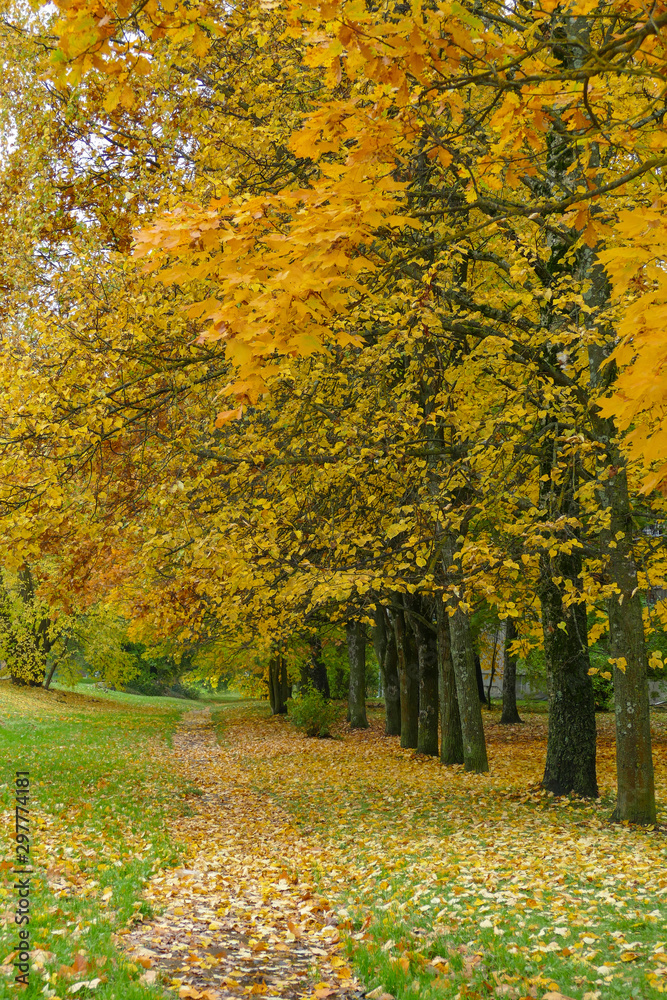 Autumn park with trees and leaves on the grass. Season changes, life changes. Rainy day without sunshine.