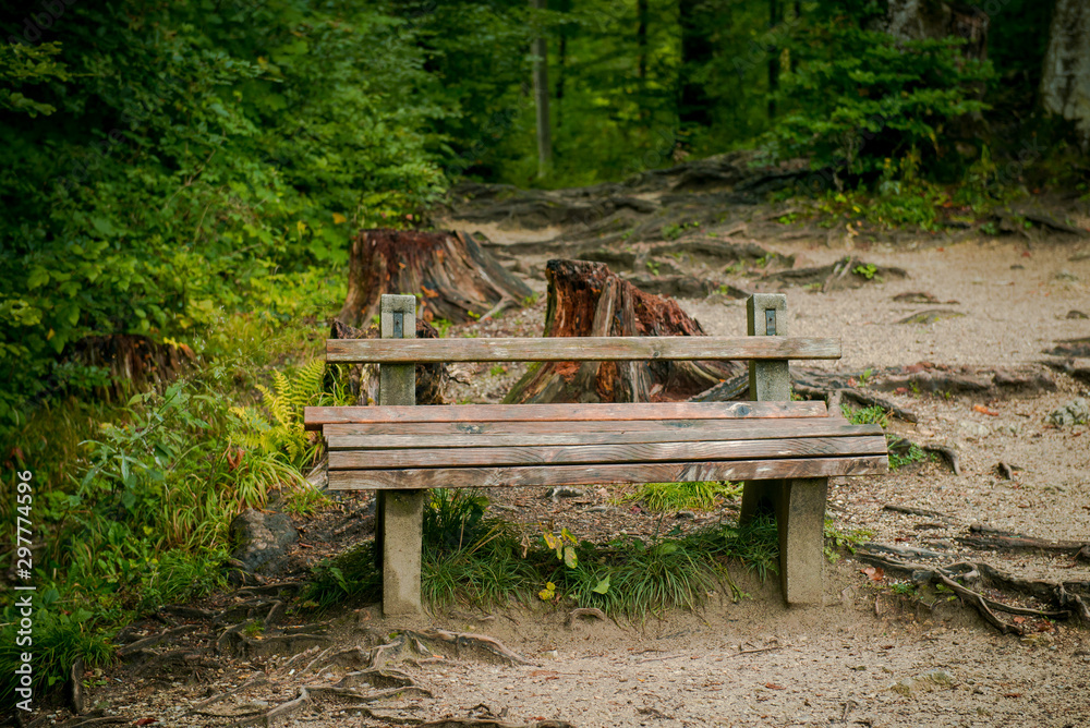 Park benches. Place to walk and picnic area in Europe. Park alleys and wooden benches. Bench by the lake