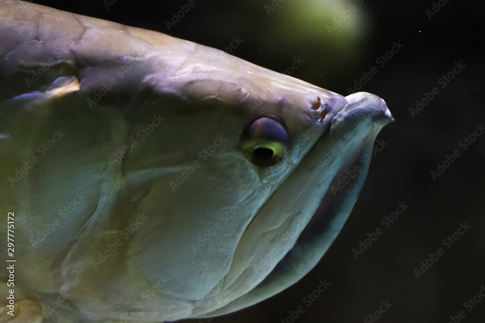 Close-up portrait of the head of a strange ocean fish. Face of