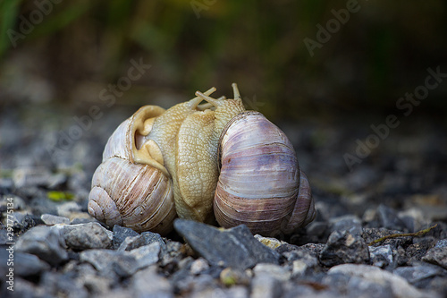 Zwei verliebte Schnecken photo